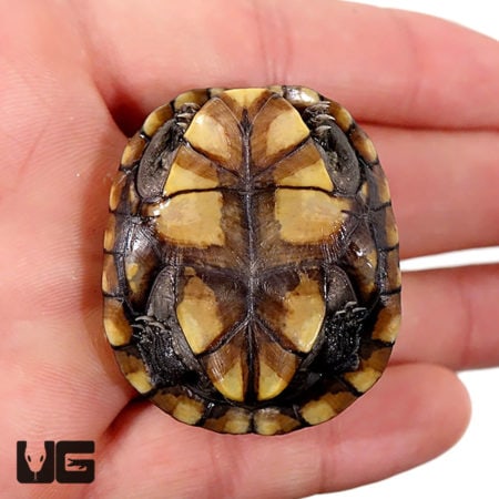 Baby Oaxaca Mud Turtles For Sale - Underground Reptiles