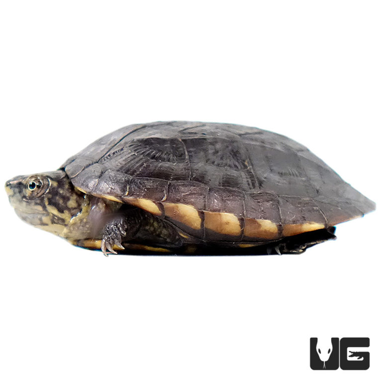 Baby Oaxaca Mud Turtle - Underground Reptiles
