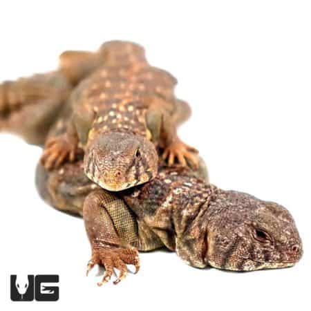 Baby Ocellated Uromastyx - Underground Reptiles