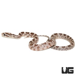 Baby Ghost Cornsnakes For Sale - Underground Reptiles