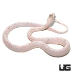 Baby Palmetto Cornsnake For Snakes - Underground Reptiles
