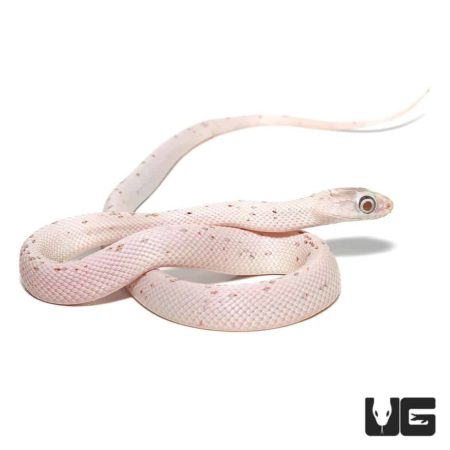 Baby Palmetto Cornsnake For Snakes - Underground Reptiles