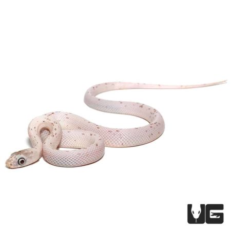 Baby Palmetto Cornsnake For Snakes - Underground Reptiles