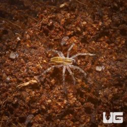 Baby Pine Giant Wolf Spider For Sale - Underground Reptiles