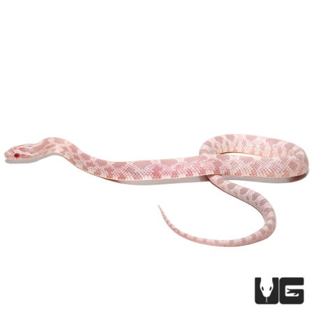 Baby Pink Coral Snow Cornsnakes For Sale - Underground Reptiles