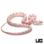 Baby Pink Coral Snow Cornsnakes For Sale - Underground Reptiles