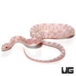 Baby Pink Coral Snow Cornsnakes For Sale - Underground Reptiles