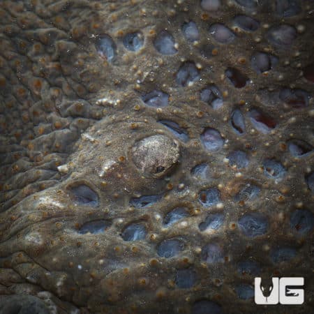 Baby Pipa Pipa toad hiding among muddy terrain.