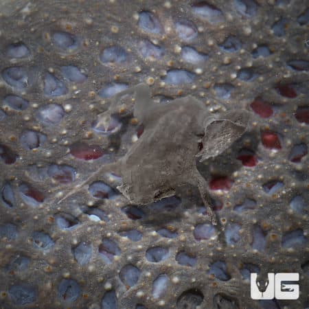 Baby Pipa Pipa Toads (Pipa pipa) For Sale - Underground Reptiles