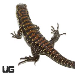 Baby Porphura Tegus For Sale - Underground Reptiles