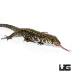 Baby Porphura Tegus For Sale - Underground Reptiles