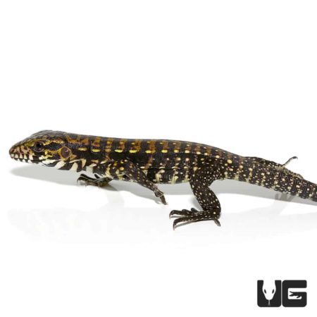 Baby Porphura Tegus For Sale - Underground Reptiles
