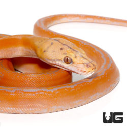 Baby Purple Golden Child Reticulated Pythons For Sale - Underground Reptiles