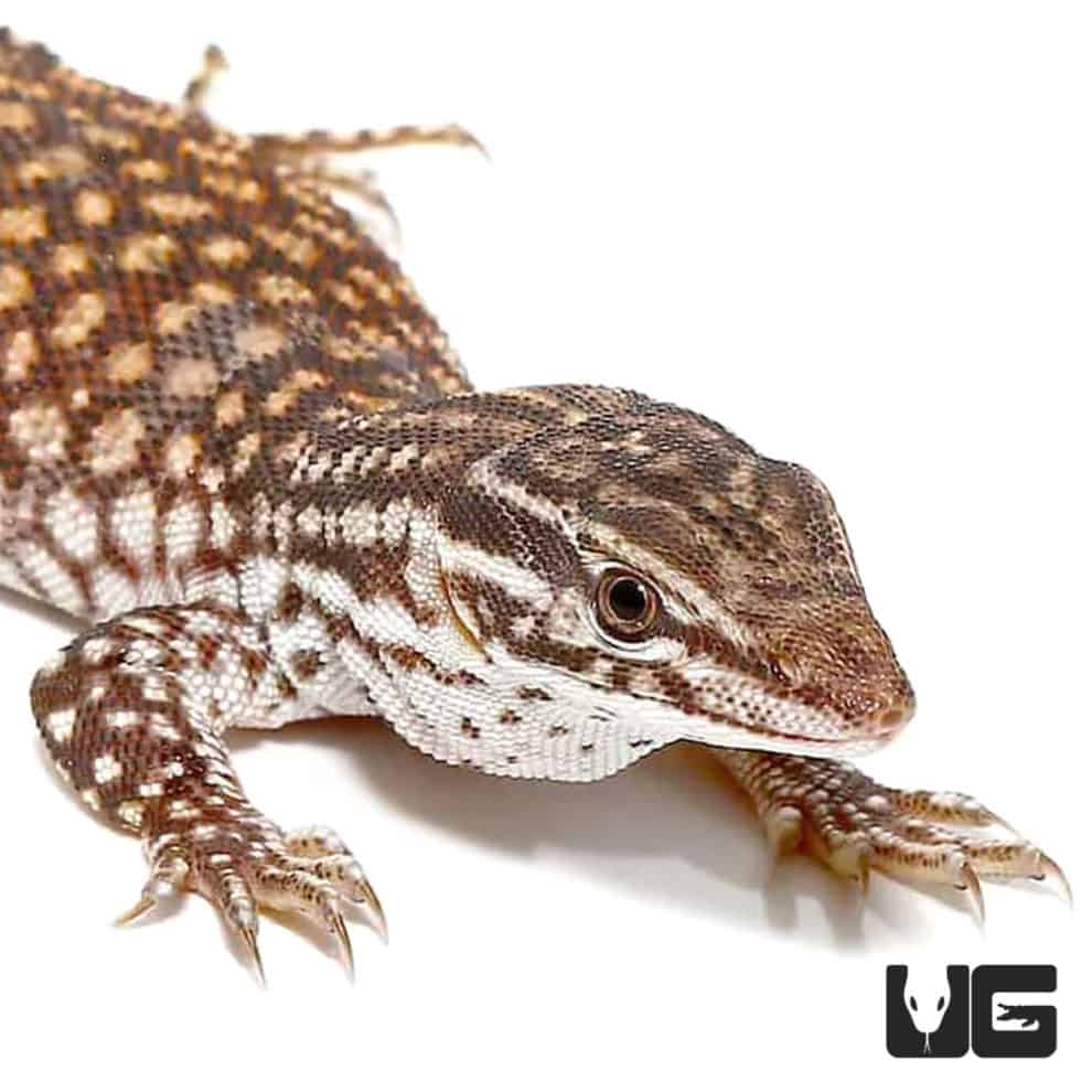 Baby Red Ackie Monitor Underground Reptiles