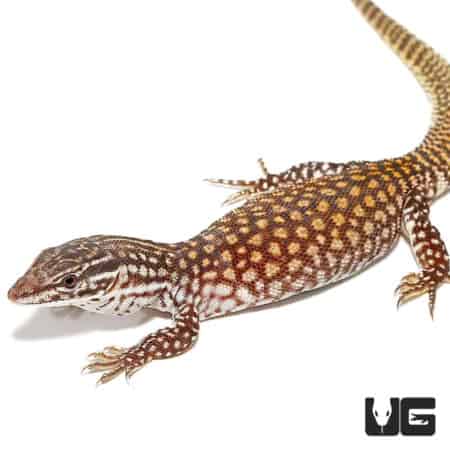 Baby Red Ackie Monitors (Varanus Acanthurus) For Sale - Underground Reptiles