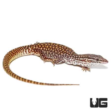 Baby Red Ackie Monitors (Varanus Acanthurus) For Sale - Underground Reptiles