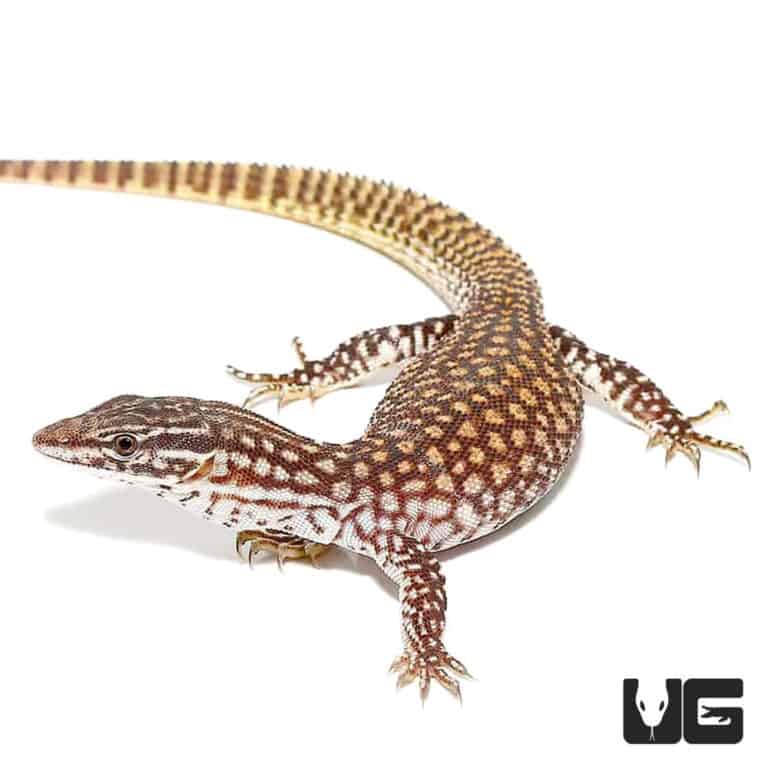 Baby Red Ackie Monitor Underground Reptiles