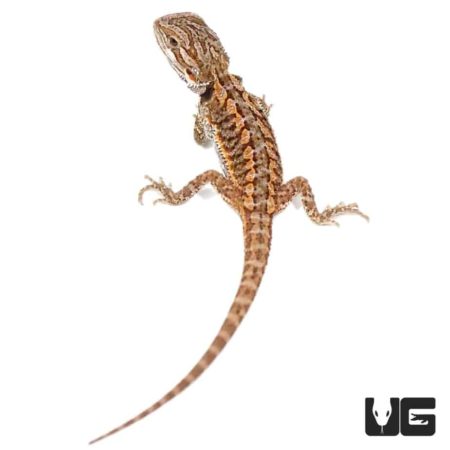 Baby Red Bearded Dragon For Sale - Underground Reptiles