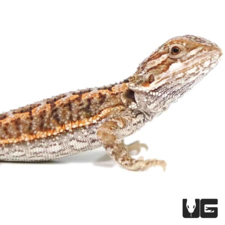 Baby Red Bearded Dragon For Sale - Underground Reptiles