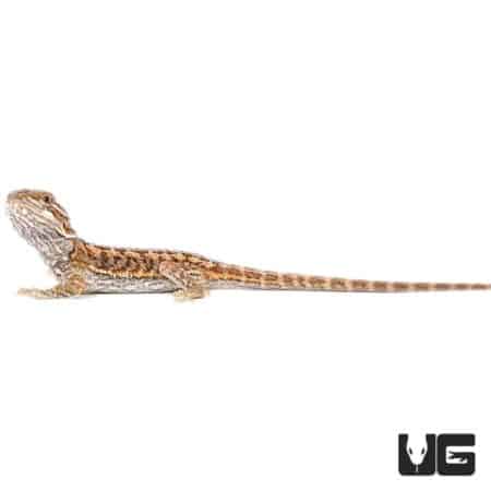 Baby Red Bearded Dragon For Sale - Underground Reptiles