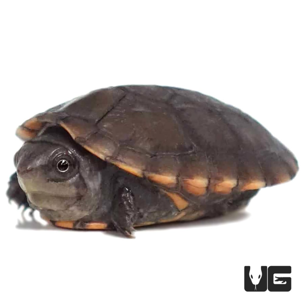 Baby Red Cheeked Mud Turtles For Sale - Underground Reptiles