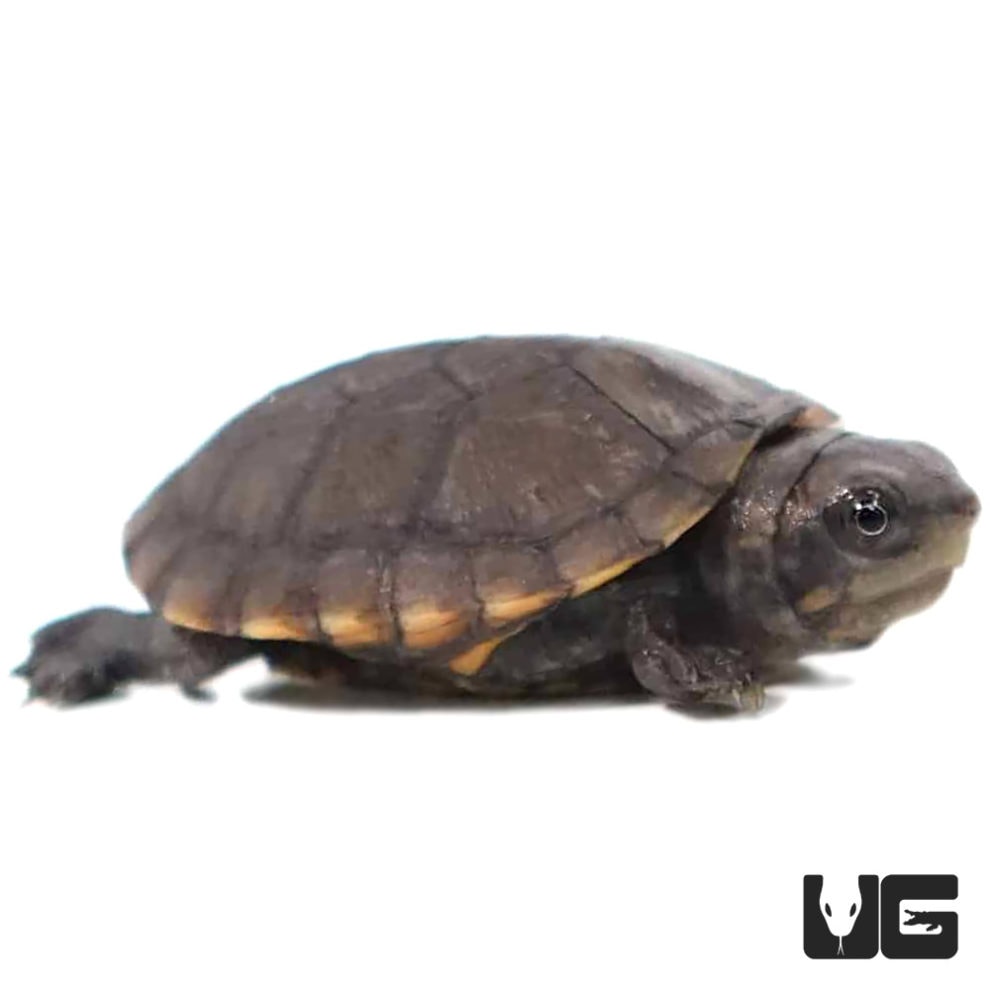 Baby Red Cheeked Mud Turtles For Sale - Underground Reptiles