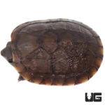 Baby Red Cheeked Mud Turtles For Sale - Underground Reptiles