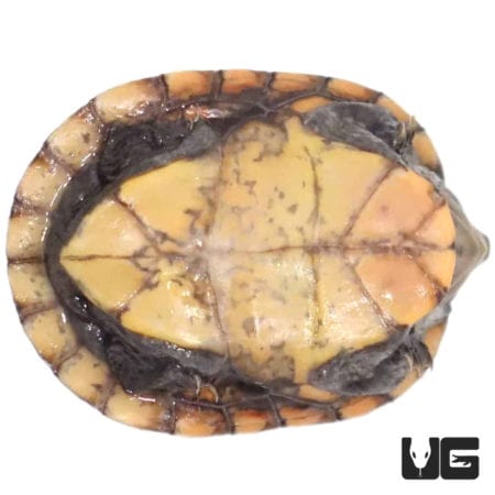 Baby Red Cheeked Mud Turtles For Sale - Underground Reptiles