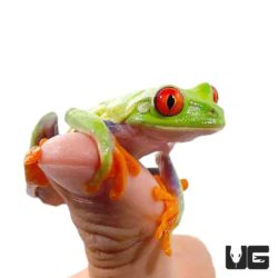 C.B. Baby Red Eye Tree Frogs For Sale - Underground Reptiles