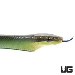 Baby Red Tailed Green Ratsnakes For Sale - Underground Reptiles