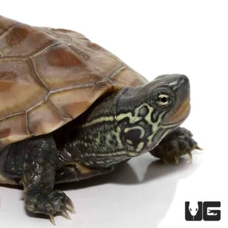 Baby Reeves Turtles (Chinemys reevesii) For Sale - Underground Reptiles