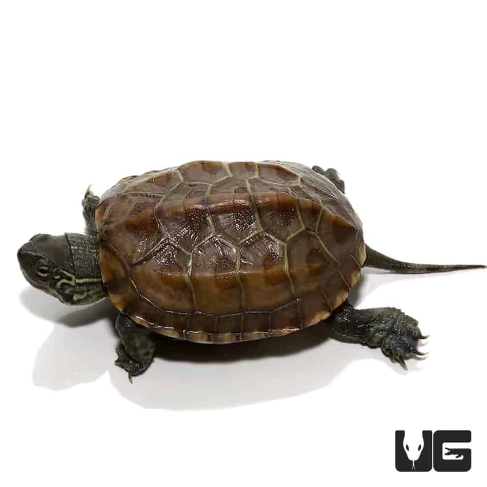 Reeves Turtles For Sale - Underground Reptiles