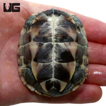 Baby Reeves Turtles (Chinemys reevesii) For Sale - Underground Reptiles