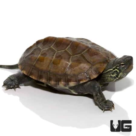 Baby Reeves Turtles (Chinemys reevesii) For Sale - Underground Reptiles