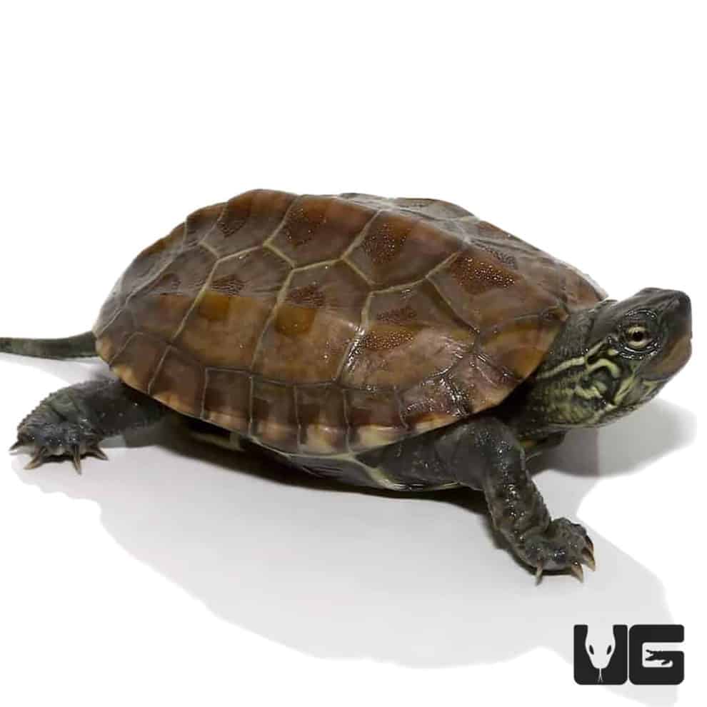 Reeves Turtles For Sale - Underground Reptiles