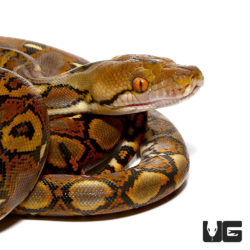 Baby Reticulated Pythons (Malayopython reticulatus) For Sale - Underground Reptiles