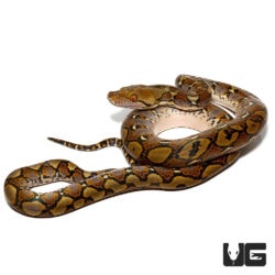 Baby Reticulated Pythons For Sale - Underground Reptiles