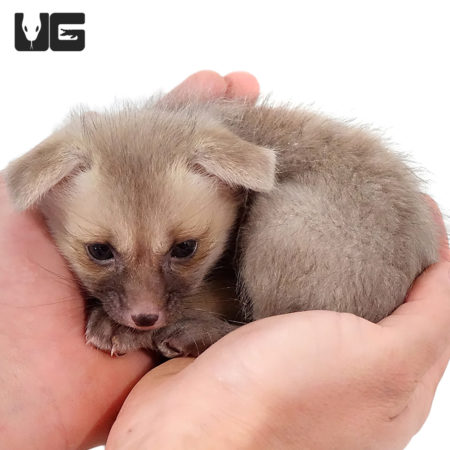 C. B. Baby Ruppell's Foxes For Sale - Underground Reptiles