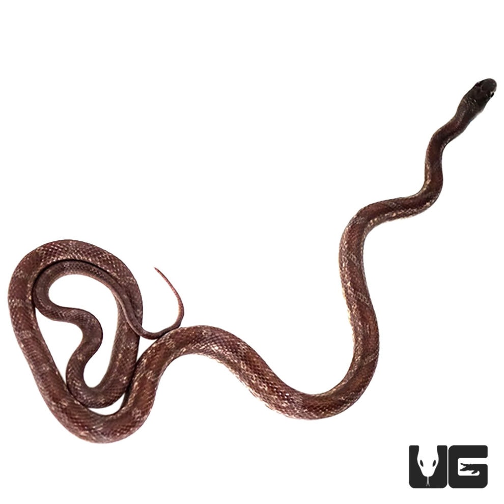 Baby Rusty Licorice Rat Snakes For Sale Underground Reptiles