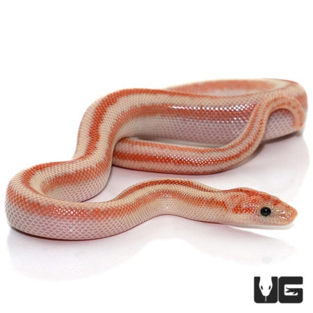 Baby San Felipe Rosy Boas For Sale - Underground Reptiles