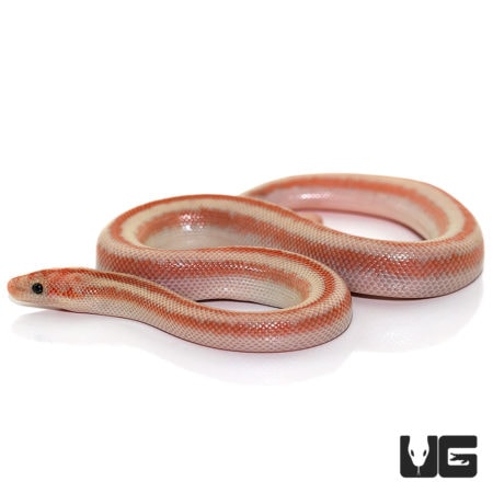 Baby San Felipe Rosy Boas For Sale - Underground Reptiles