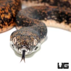 Baby Savu Pythons For Sale - Underground Reptiles