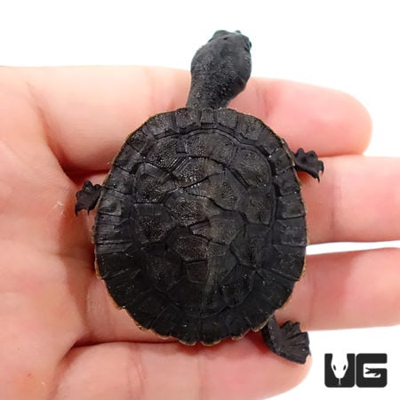 Baby Schultze’s Snapping Turtles For Sale - Underground Reptiles
