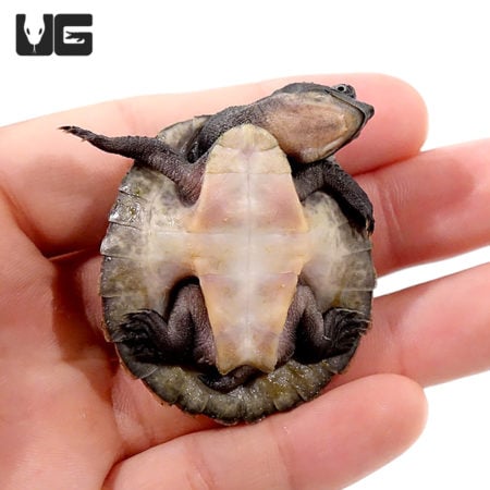 Baby Schultze’s Snapping Turtles For Sale - Underground Reptiles