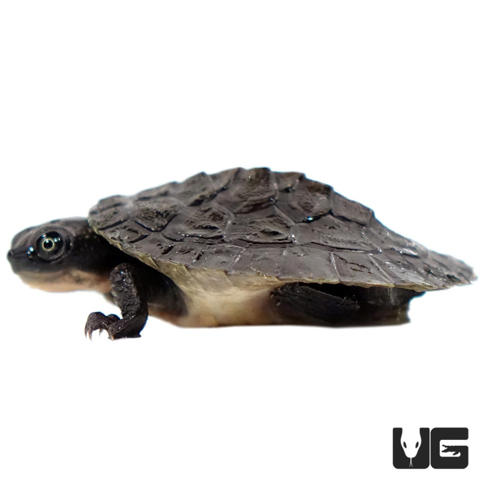 Baby Schultze's Snapping Turtle - Underground Reptiles