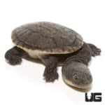 Baby Siebenrock's Snake Necked Turtles (Chelodina siebenrocki) For Sale - Underground Reptiles