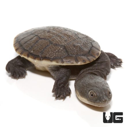 Baby Siebenrock\\\'s Snake Necked Turtles For Sale - Underground Reptiles