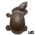 Baby Siebenrock's Snake Necked Turtles (Chelodina siebenrocki) For Sale - Underground Reptiles