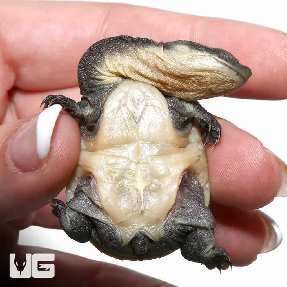 Baby Siebenrock\\\'s Snake Necked Turtles For Sale Underground Reptiles