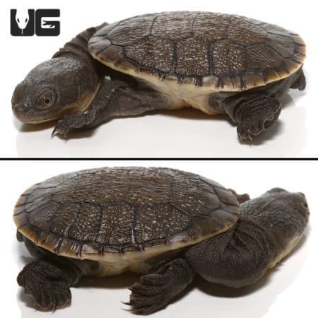 Baby Siebenrock's Snake Necked Turtles (Chelodina siebenrocki) For Sale - Underground Reptiles